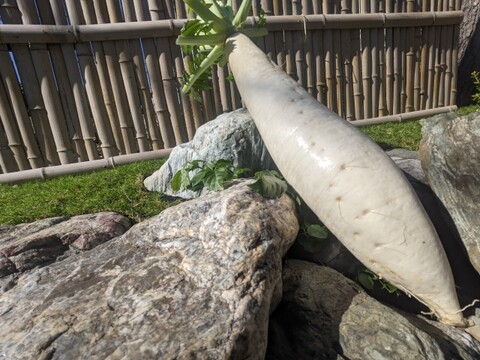 🎊TBS大泉サンド出演記念キャンペーン🎊多くの声により遂に解禁！寛永鶴見ブランドオールスター野菜BOXお得な詰め合わせセット！高級志向のあなたへ贈る特別な野菜ボックスお試し約1kg