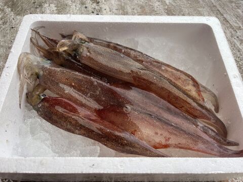 【今が旬！】青森県産　ヤリイカ(大)　約1kg