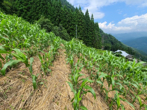 世界農業遺産認定　たかきび　茅堆肥栽培　農薬、化学肥料不使用　, 150g　3袋　（2022年栽培、生産）