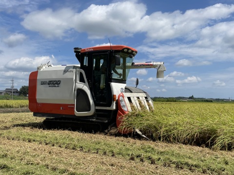 【令和６年度 新米】ふっくら食感と甘さが自慢！茨城県産こしひかり10kg【白米】