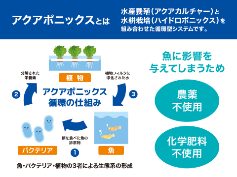 【農薬化学肥料不使用】ダイくんちの野菜！パリパリ食感！ラリック　1箱8袋（1袋70～90ｇ程度）