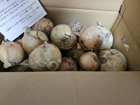 【訳あり】今が旬の淡路島新玉ねぎ！5キロ
人気ナンバー1商品、とにかく水分量がすごい！