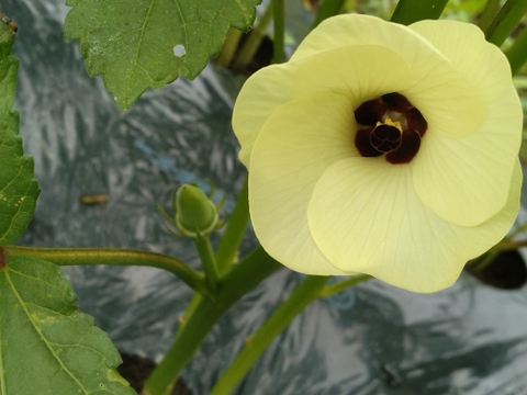 丸オクラと生姜のセット【農薬・化学肥料 不使用】