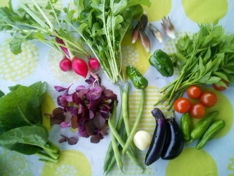 5種の自然栽培の野菜セット野草山菜セットコンパクト便