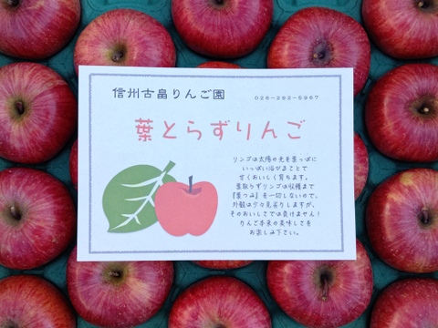 信州産葉とらずサンふじ5kg11〜18個入り　贈り物にもご家庭用にもおすすめ