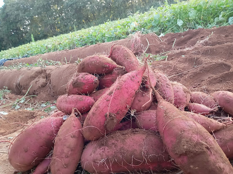 2ヶ月熟成べにはるか　使いやすい2s~Mサイズ（60ｇ～330ｇ）までのサイズ（ご家庭用・２キロ）