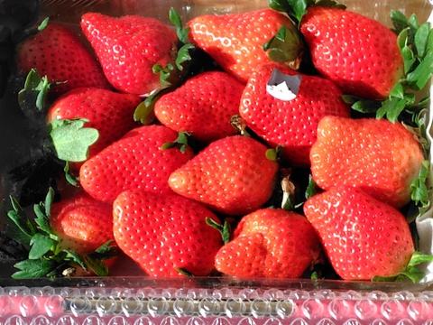 【群馬県いちご品評会【金賞🥇】受賞やよいひめ】こだわりの栽培で味が濃すぎるいちご 500g【ひな祭り、ホワイトデー、お彼岸】