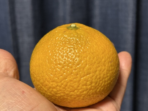 スイートスプリング小玉2kg食べ切りサイズ　格安！！