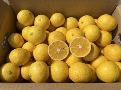 黄金柑（おうごんかん）約5キロ　サイズ混合　外観不良あり　家庭用　ゴールデンオレンジ