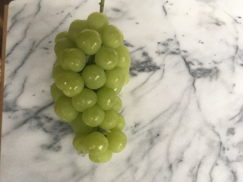 タンポポ農園のブドウたち③