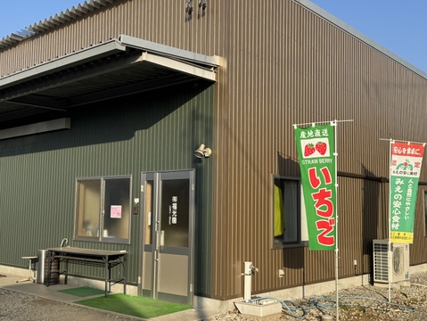 三重県鈴鹿産イチゴ【うた乃2パック×よつぼし2パック】食べ比べセット1箱 約1kg~1.2kg