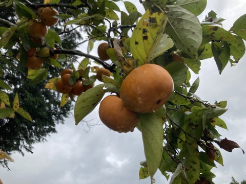 甘柿　次郎柿　箱込みの重さ５キロ　京都産