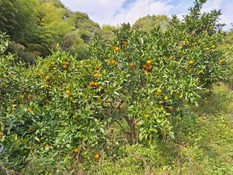 温州ミカン　2.5㎏前後【農薬化学肥料不使用】【甘み酸味バランス◎】【熨斗(のし)対応可】