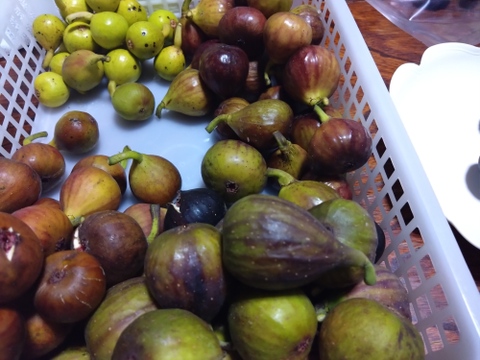 完熟冷凍　希少いちじくお楽しみセット【農薬・除草剤・化学肥料・添加物不使用】