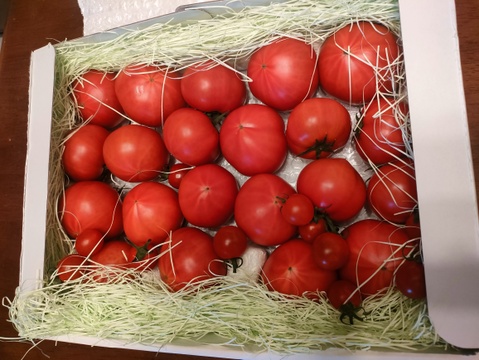 ★平均糖度10.5度！★完熟★名水育ち★究極のフルーツトマト「海部川のしずく」1.4kg(10〜35個)　品種は驚きの桃太郎！