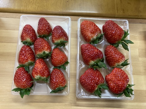 家庭用　訳あり　古都華　奈良県　奈良県　橋本農園　ことか　270g×2パック　いちご　苺　【母の日ギフト】