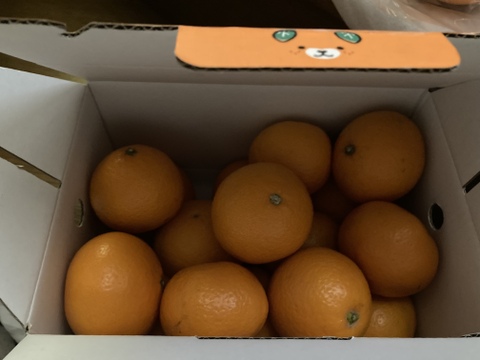 柑橘の定番品種【清見タンゴール】味も香りも安定した大人気定番品種！ご家庭用(3kg)