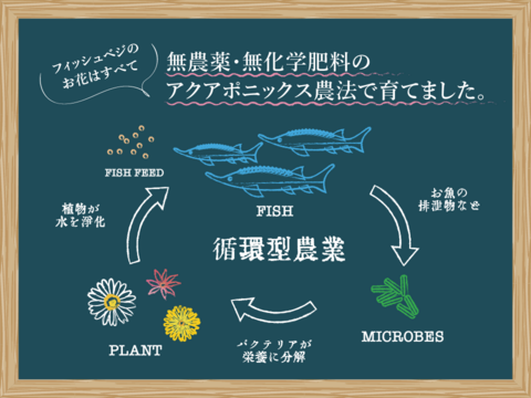 【FISH VEGGIES】ナスタチウムの葉 15枚程度　化学肥料/農薬不使用だから安心して食べられる