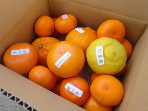 【柑橘食べ比べ】【３箱まとめ買い】甘～いみかん！旬のこだわり柑橘をまるごと楽しむ！３～５種入り！何の品種が入っているかは「お楽しみかん」 ご家庭用　約2kg入３箱セット　【商品番号】【999-3】