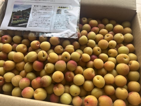 朝どれ】【農薬不使用】 群馬県産 樹上完熟小梅5キロ：群馬県産の甲州