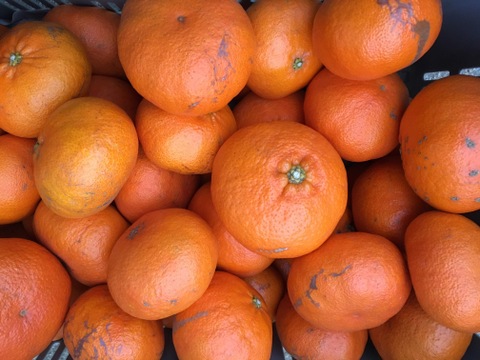 シャキシャキ、プチプチ驚異的な甘さ『甘平』！