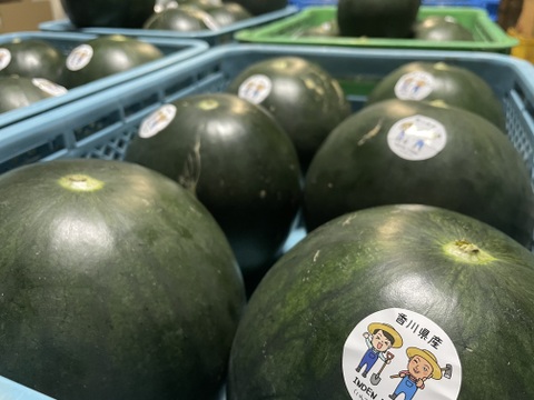 農薬・化学肥料栽培中不使用！黒小玉スイカ（固定種）