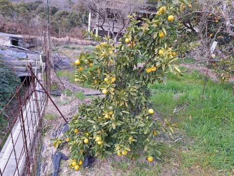 タヒチライム（完熟）１㎏【農薬化学肥料不使用】【あわせ買い可】【熨斗(のし)対応可】