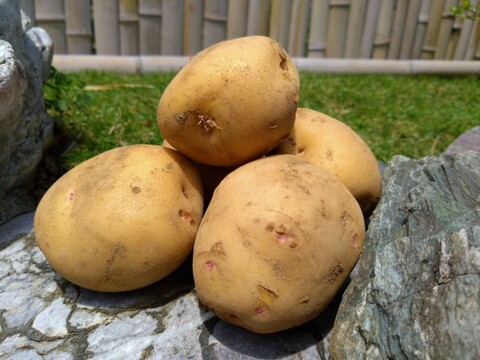 🎊TBS大泉サンド出演記念キャンペーン🎊多くの声により遂に解禁！寛永鶴見ブランドオールスター野菜BOXお得な詰め合わせセット！高級志向のあなたへ贈る特別な野菜ボックスお試し約1kg