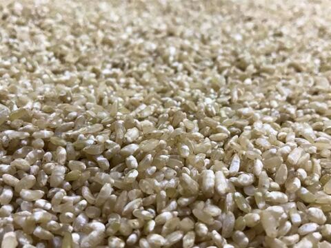 【出来立て】白米糀1kg・玄米糀1㎏