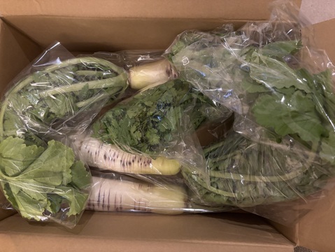 【緻密な肉質】会津赤筋大根 自然栽培 3本〜4本セット