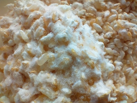 🆕【食べる玄米甘酒🌾】今なら増量中❣️
香ばし玄米糀の発酵スイーツ🍨糀だけでつくった、ぷちぷち玄米の食べる✨生甘酒（冷凍）180g×2個《無添加・ノンアルコール》