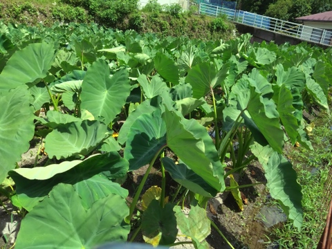 【自然栽培】在来種の里芋 大野在来（大野芋）1kg 煮崩れしにくくまろやかな甘みで色々な料理に♪