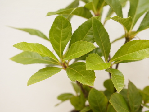 ミニ盆栽【ヤブコウジ × 黒縦陶器】高さ27cm×横18cm（夜市限定）