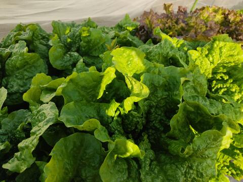 🍃【朝採り】旬の株どりレタス2株 ＋ 旬野菜の詰め合わせBOX🍃