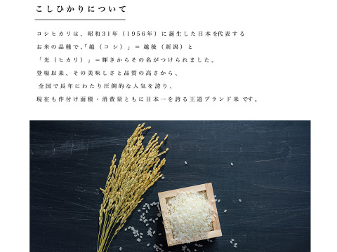 新潟県産コシヒカリ,和泉,5kg,令和7年新米,【受注後精米・農家直売】