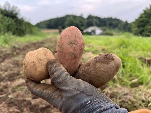 じゃがいも5種の彩りセット　1kg×5種