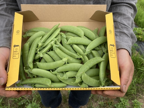 おやつになる野菜！？やみつきスナックエンドウ！(2kg)