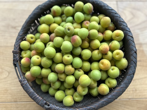 【梅干し用・梅シロップなどに！】自然栽培の小梅　2kg