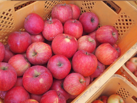 蜜入りりんごの代表格 サンふじ🍎 3キロ (9〜12玉)  ギフト 予約 りんご 農薬節減 さんふじ【11月上旬〜】
