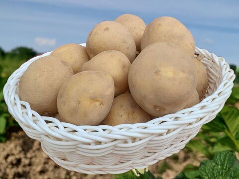 自然栽培 北海道の新じゃが とうやM・S 混玉 5kg なめらかしっとりで煮崩れしにくい 令和7年度産