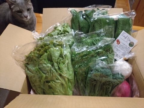 【農家の食卓からお裾分け】食卓に彩りを✨冬の映え！サラダ野菜４種🥗＋万能葉物２種詰合せ📦