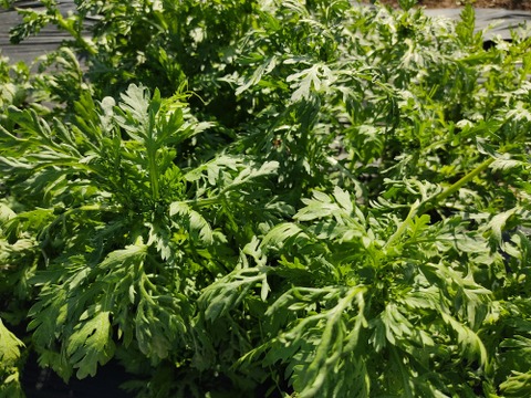 ✨春の香りを食卓に。天ぷらやお浸しで主役になる、力強い春菊　約400g✨