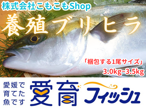 めちゃくちゃオススメ【ハイブリッド魚種】朝どれ鮮魚『養殖ブリヒラ(1尾入/箱)』神経〆付