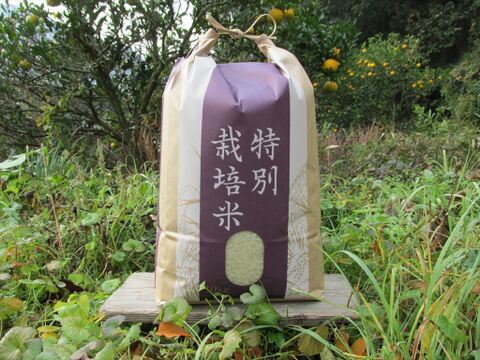 有機JAS認証【農薬不使用「ぴかまる」白米10kg】美味しくもちもち柔らか 2024年兵庫県産「タガメの里・自然米」