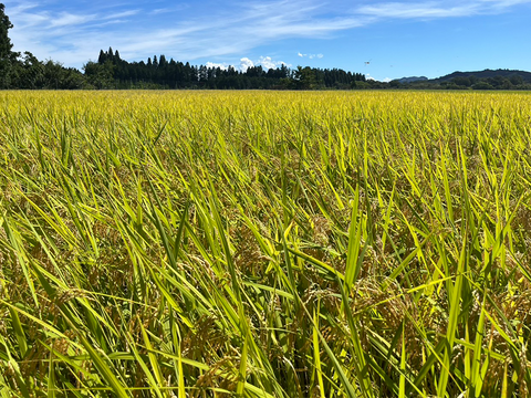 Ｒ７年産一等米ヒノヒカリ「風の香」白米５Kg