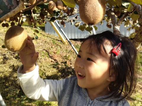 ※追熟済※寒い冬にキウイでビタミンたっぷり！奈良県室生産のこだわりプレミアムキウイフルーツ２Lサイズ