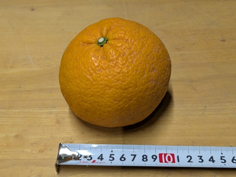 食べ頃『甘夏』　甘味と酸味が程よい福岡産