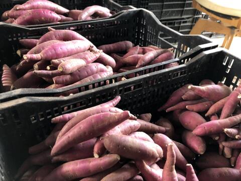 庄内平野の豊かな地下水と海からの潮風香る砂丘地で育てたさつまいも「紅はるか」　食べきりSサイズ 中心