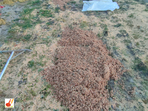 農家直送✅セレベス(赤目芋)の里芋🎁2kg M~LLサイズ(大きめの里芋❗️
