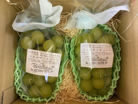 【朝どれ】【9月下旬からお届け:1kg以上！】ブドウ＊マスカサーティーン 1kg箱